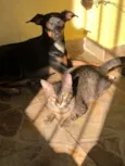 Ameixa