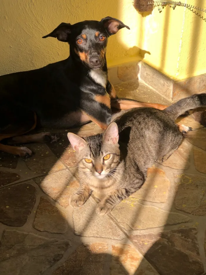 Cachorro raça SRD-ViraLata idade 3 anos nome Ameixa