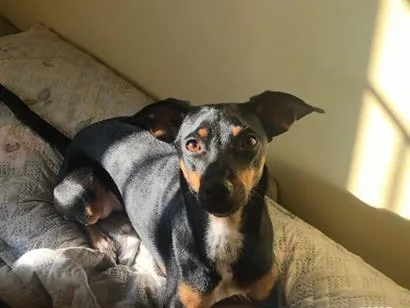 Cachorro raça SRD-ViraLata idade 3 anos nome Ameixa