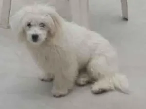 Cachorro raça Shitzu idade 1 ano nome tuco e a amora
