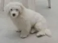 tuco e a amora