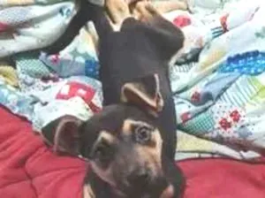 Cachorro raça SRD-ViraLata idade 2 a 6 meses nome Luna