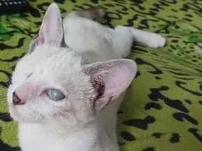 Gato raça SRD-ViraLata idade 2 a 6 meses nome coraline 
