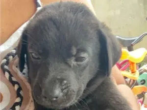 Cachorro raça SRD-ViraLata idade Abaixo de 2 meses nome Filhotes