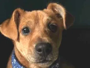Cachorro raça SRD-ViraLata idade 2 a 6 meses nome Sem nome 