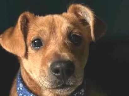 Cachorro raça SRD-ViraLata idade 2 a 6 meses nome Sem nome 