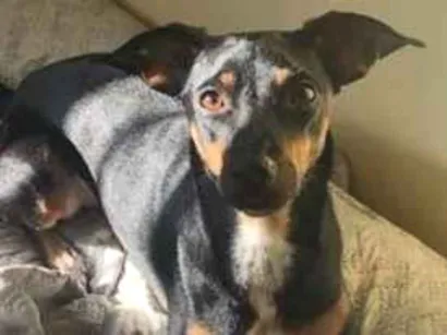 Cachorro raça SRD-ViraLata idade 3 anos nome Ameixa
