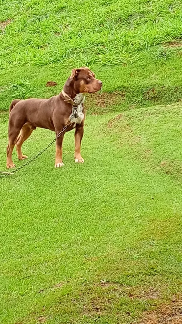 Cachorro raça Pit-Bull idade 3 anos nome Taner