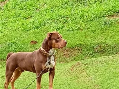 Cachorro raça Pit-Bull idade 3 anos nome Taner