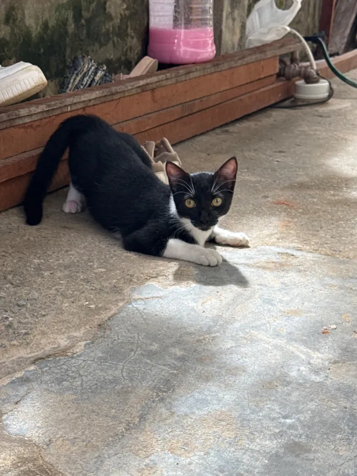 Gato raça SRD-ViraLata idade 1 ano nome Estela 