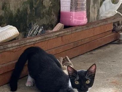 Gato raça SRD-ViraLata idade 1 ano nome Estela 