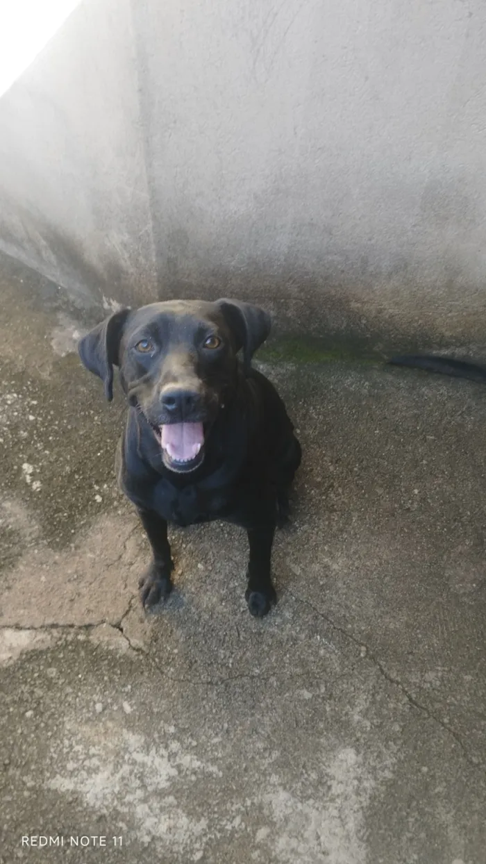 Cachorro raça SRD-ViraLata idade 3 anos nome Cristal