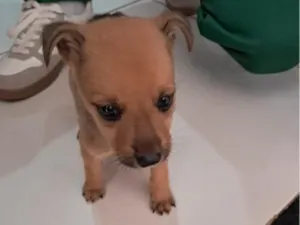 Cachorro raça SRD-ViraLata idade 2 a 6 meses nome Filhote