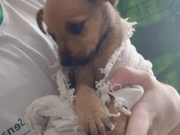 Cachorro raça SRD-ViraLata idade 2 a 6 meses nome Filhote
