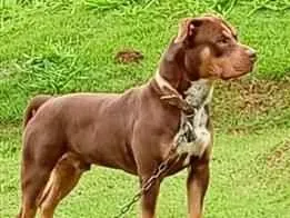 Cachorro raça Pit-Bull idade 3 anos nome Taner