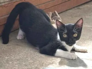 Gato raça SRD-ViraLata idade 1 ano nome Estela 