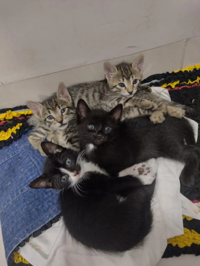 Gato raça SRD-ViraLata idade 2 a 6 meses nome chaninhos
