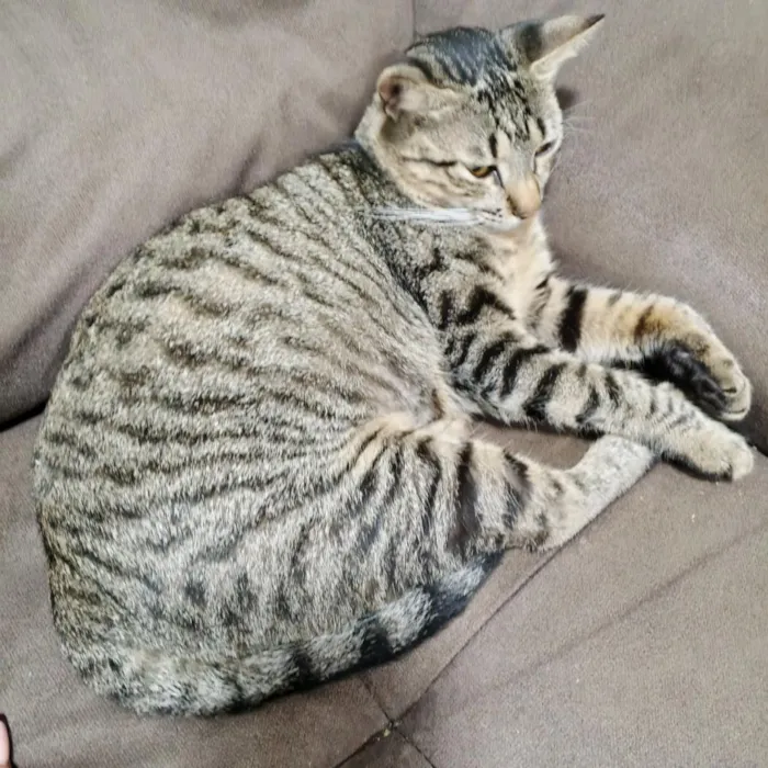 Gato raça SRD-ViraLata idade 2 a 6 meses nome chaninhos
