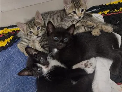 Gato raça SRD-ViraLata idade 2 a 6 meses nome chaninhos