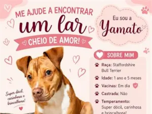 Cachorro raça SRD-ViraLata idade 1 ano nome Yamato