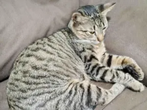 Gato raça SRD-ViraLata idade 2 a 6 meses nome chaninhos