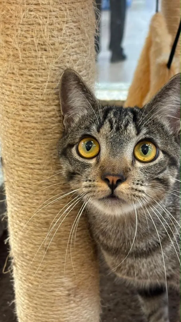 Gato raça SRD-ViraLata idade 7 a 11 meses nome Romeu