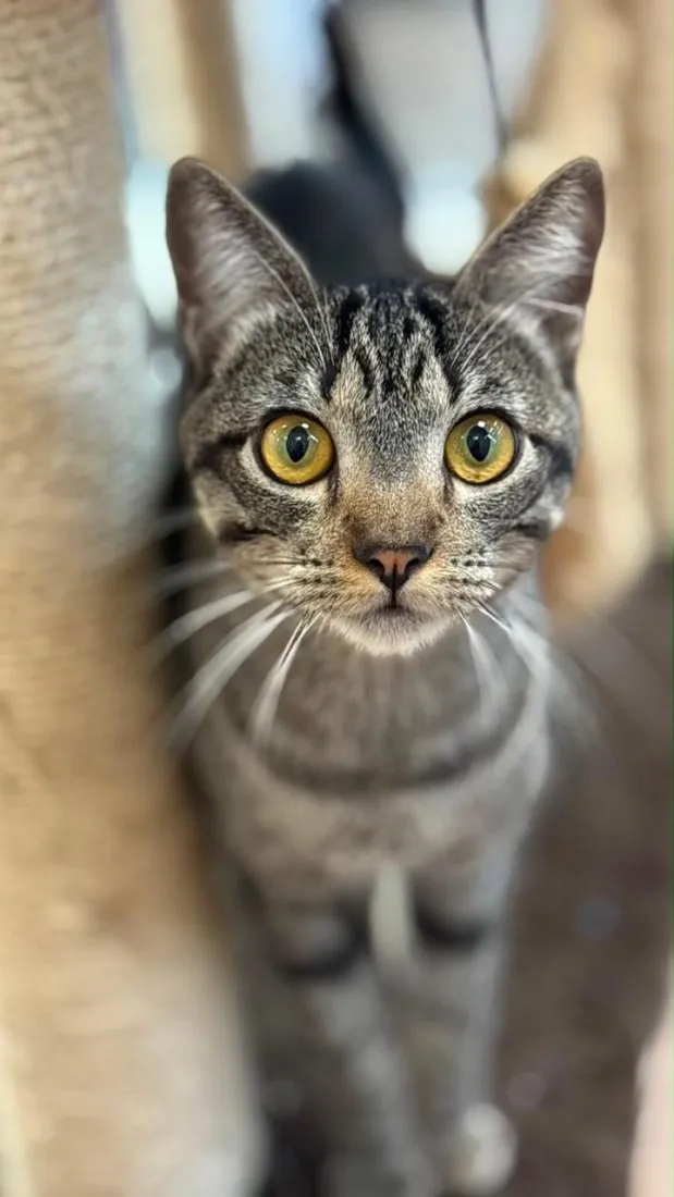 Gato raça SRD-ViraLata idade 7 a 11 meses nome Romeu