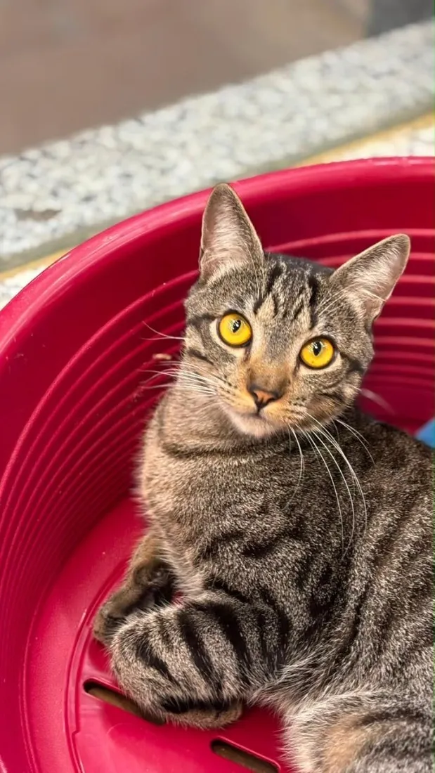 Gato raça SRD-ViraLata idade 7 a 11 meses nome Romeu