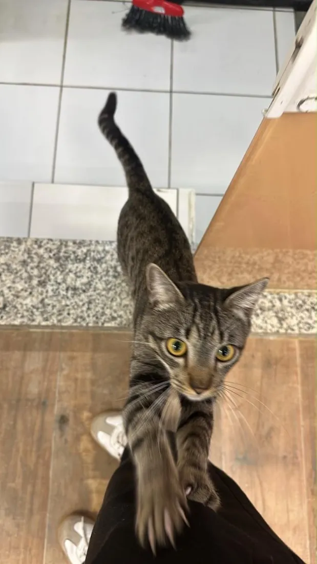 Gato raça SRD-ViraLata idade 7 a 11 meses nome Romeu