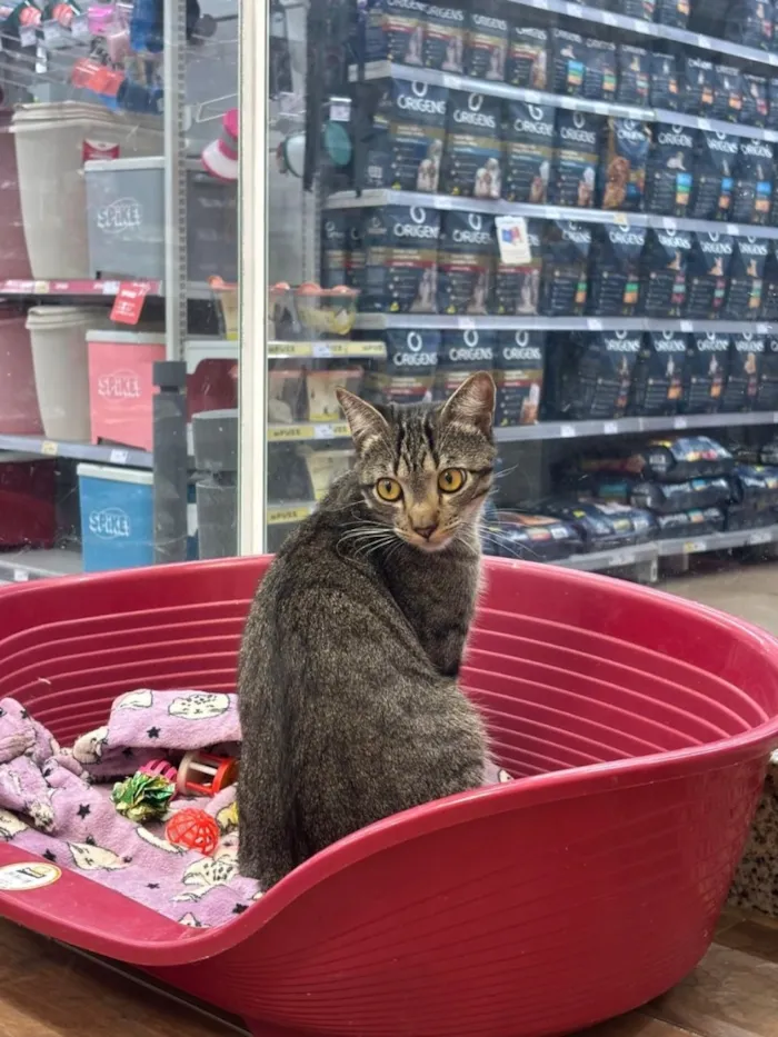 Gato raça SRD-ViraLata idade 7 a 11 meses nome Romeu