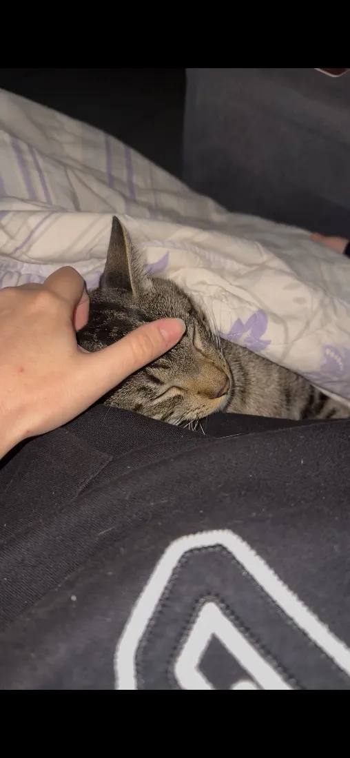 Gato raça SRD-ViraLata idade 7 a 11 meses nome Romeu