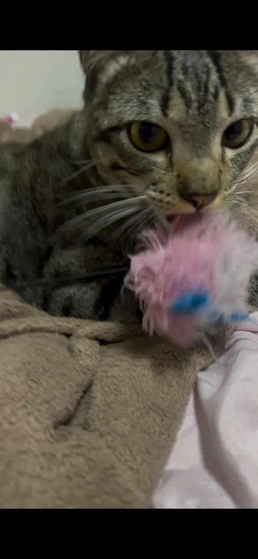 Gato raça SRD-ViraLata idade 7 a 11 meses nome Romeu