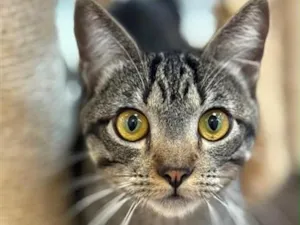 Gato raça SRD-ViraLata idade 7 a 11 meses nome Romeu