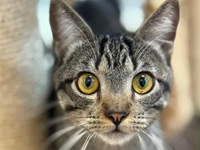 Gato raça SRD-ViraLata idade 7 a 11 meses nome Romeu