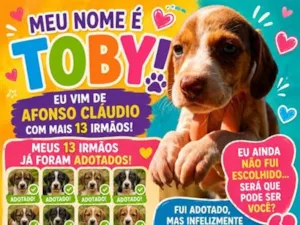 Cachorro raça SRD-ViraLata idade 2 a 6 meses nome Toby