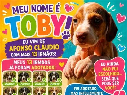 Cachorro raça SRD-ViraLata idade 2 a 6 meses nome Toby