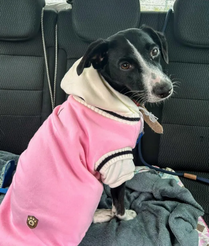 Cachorro raça SRD-ViraLata idade 2 anos nome Luna