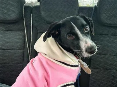 Cachorro raça SRD-ViraLata idade 2 anos nome Luna