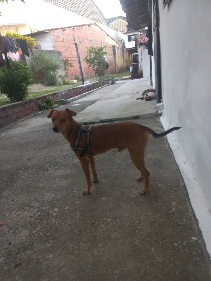 Cachorro raça SRD-ViraLata idade 2 anos nome Max