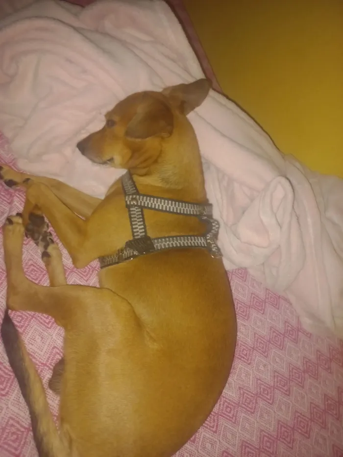 Cachorro raça SRD-ViraLata idade 2 anos nome Max
