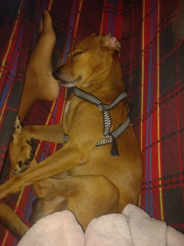 Cachorro raça SRD-ViraLata idade 2 anos nome Max