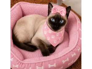 Gato raça Siamês idade 2 a 6 meses nome Luna 