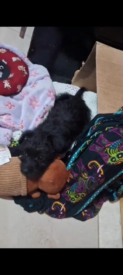Cachorro raça SRD-ViraLata idade 2 a 6 meses nome Billy