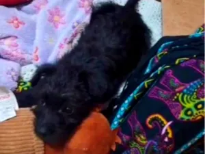 Cachorro raça SRD-ViraLata idade 2 a 6 meses nome Billy