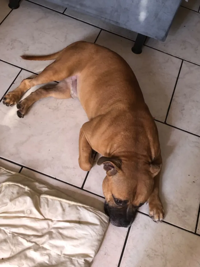 Cachorro raça Pit-Bull idade 1 ano nome Duke