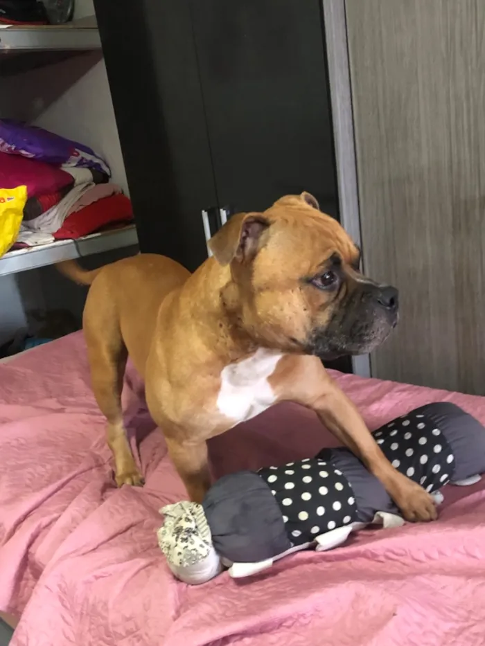 Cachorro raça Pit-Bull idade 1 ano nome Duke