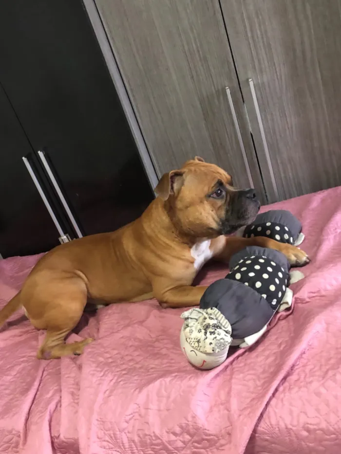 Cachorro raça Pit-Bull idade 1 ano nome Duke