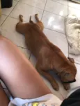 Duke