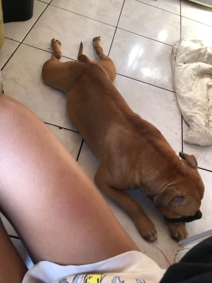 Cachorro raça Pit-Bull idade 1 ano nome Duke