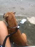Duke
